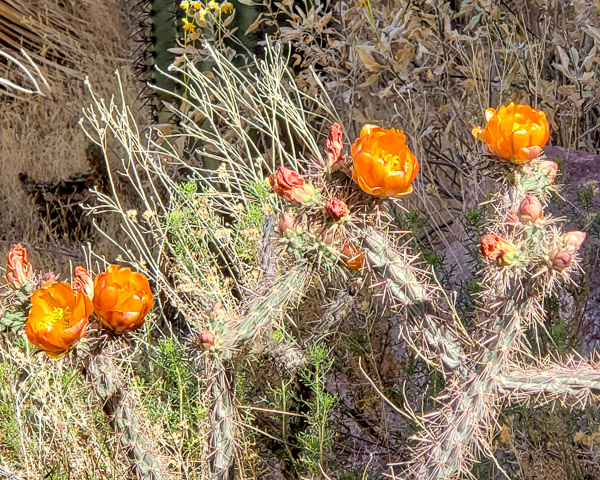 Saguaro National Park, Arizona